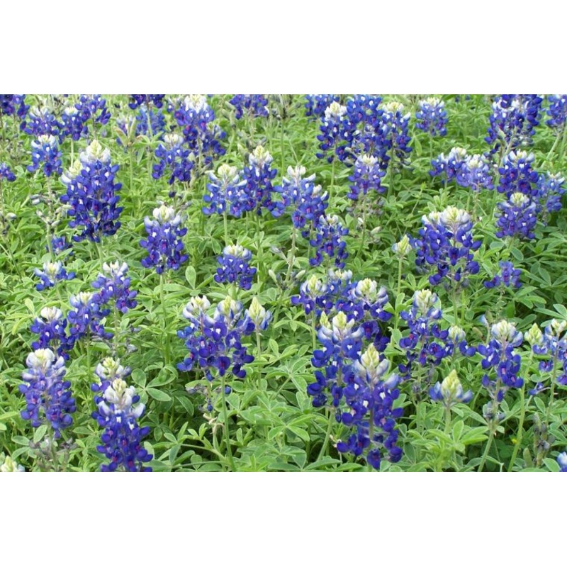 BLUEBONNET –Lupinus texensis–