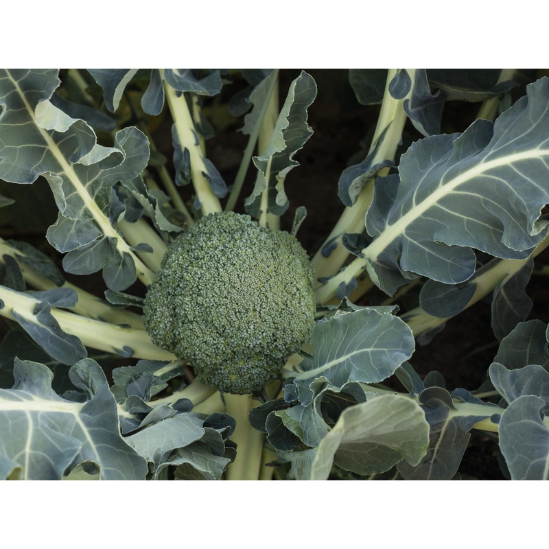 BROCCOLI ‘Batavia’|4″ square pot