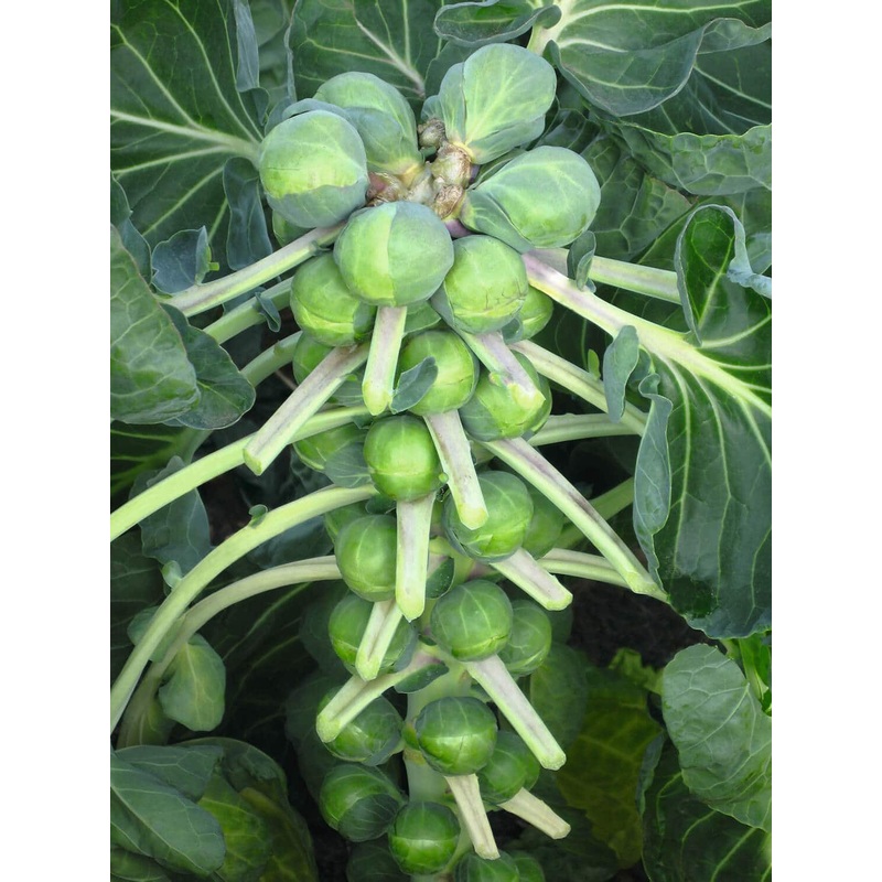 BRUSSELS SPROUT ‘Divino’|4″ square pot