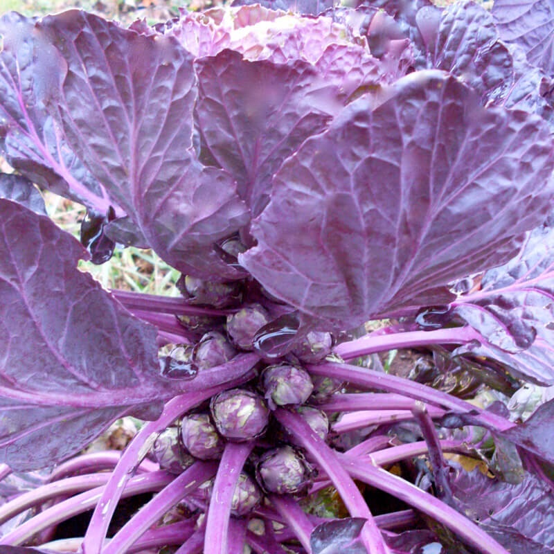 BRUSSELS SPROUT ‘Red Bull’|4″ square pot