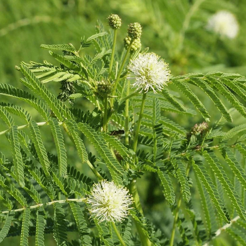 BUNDLEFLOWER –Desmanthus illinoensis–