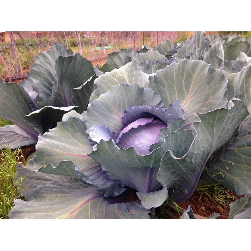 CABBAGE ‘Red Express’|4″ square pot