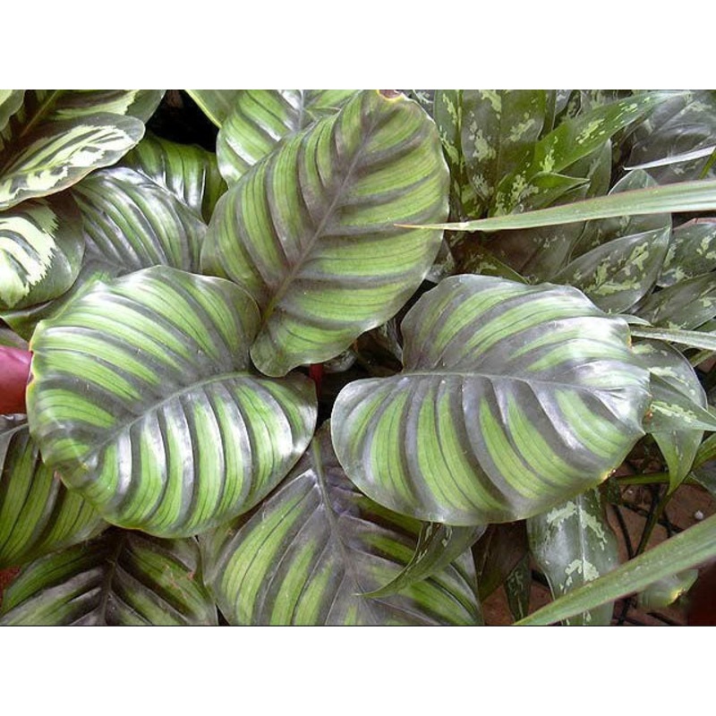 Calathea fasciata –Round-Leaved Calathea–