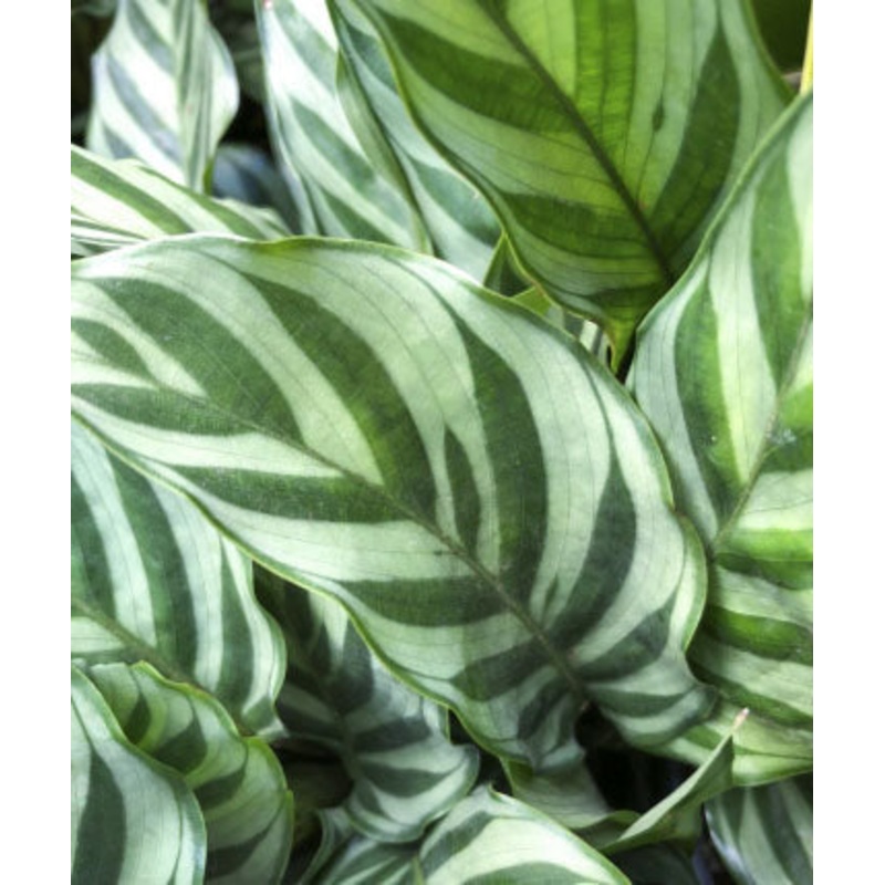 Calathea lancifolia ‘Freddie’|6″ round pot