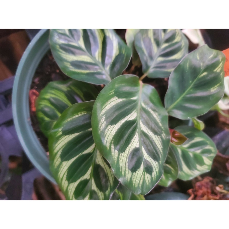 Calathea makoyana ‘Cathedral Windows’