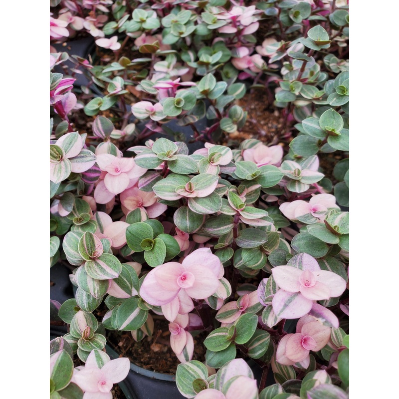 Callisia repens –Pink Lady Turtle Vine–