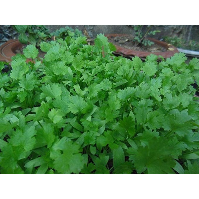 CILANTRO ‘Leisure’ –Coriandrum sativum–