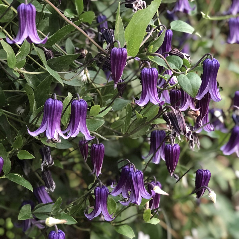 Clematis integrifolia x durandii –Roguchi Clematis–