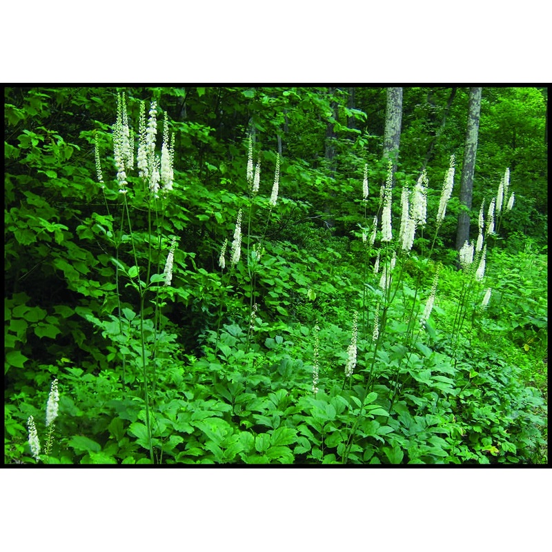 COHOSH ‘Black’ –Actaea racemosa–