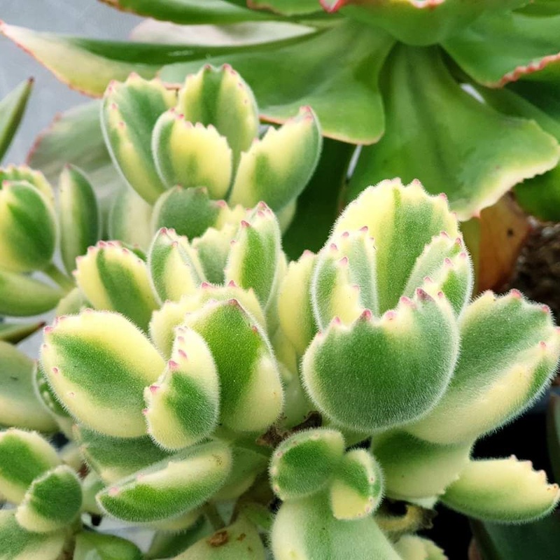 Cotyledon ladismithiensis –Variegated Bear’s Paw–