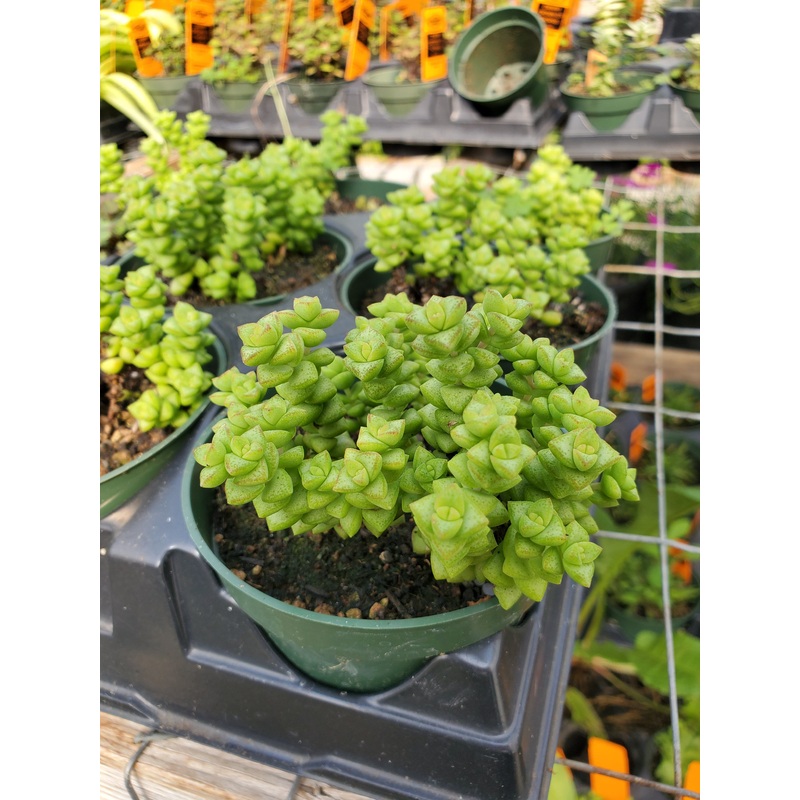 Crassula rupestris ssp. commutata –Tom Thumb Crassula–