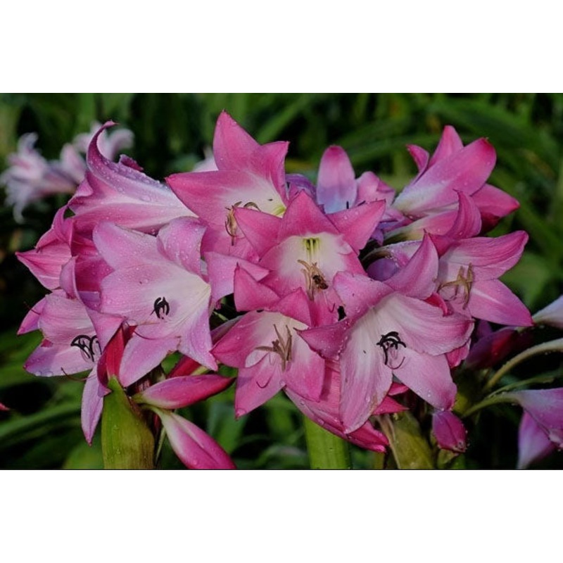 Crinum –Kim Maureen Lily–|1 GALLON pot