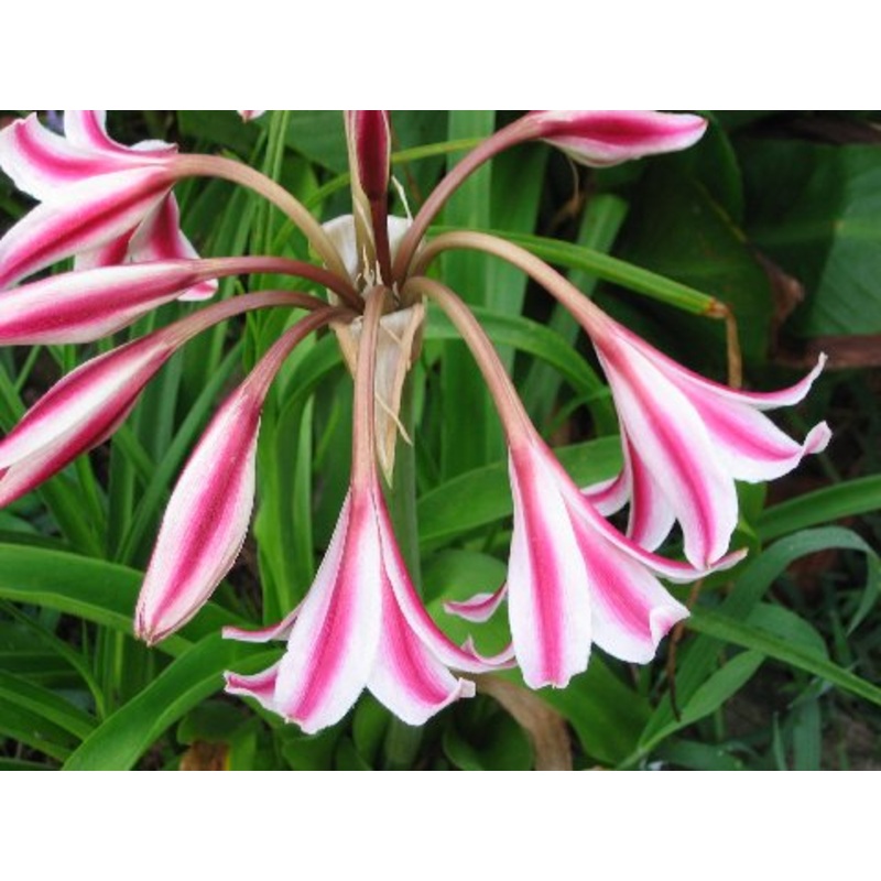 Crinum –Liberty Bells Lily–|1 GALLON pot