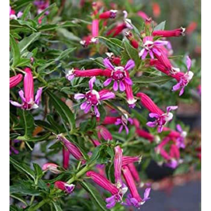 Cuphea aequipetala –Mexican Loosestrife Cigar Plant–