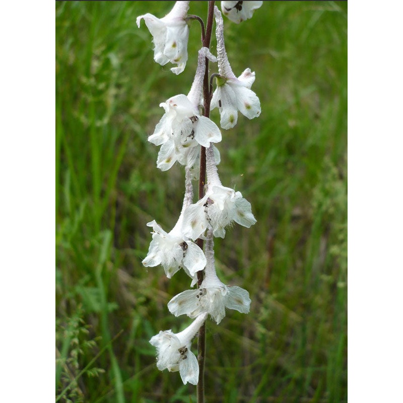 Delphinium carolinianum ssp. virescens –Prairie Larkspur–