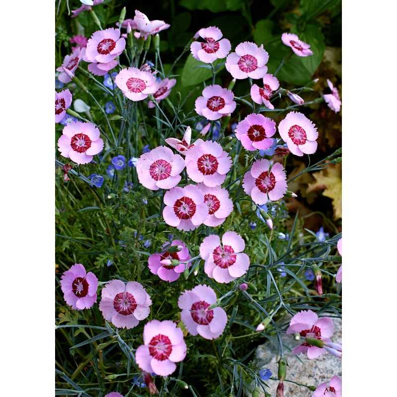 Dianthus plumarius ‘Thea Mary’