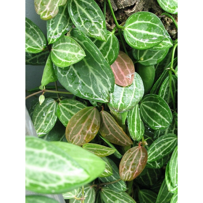 Dischidia ovata –Watermelon Dischidia–