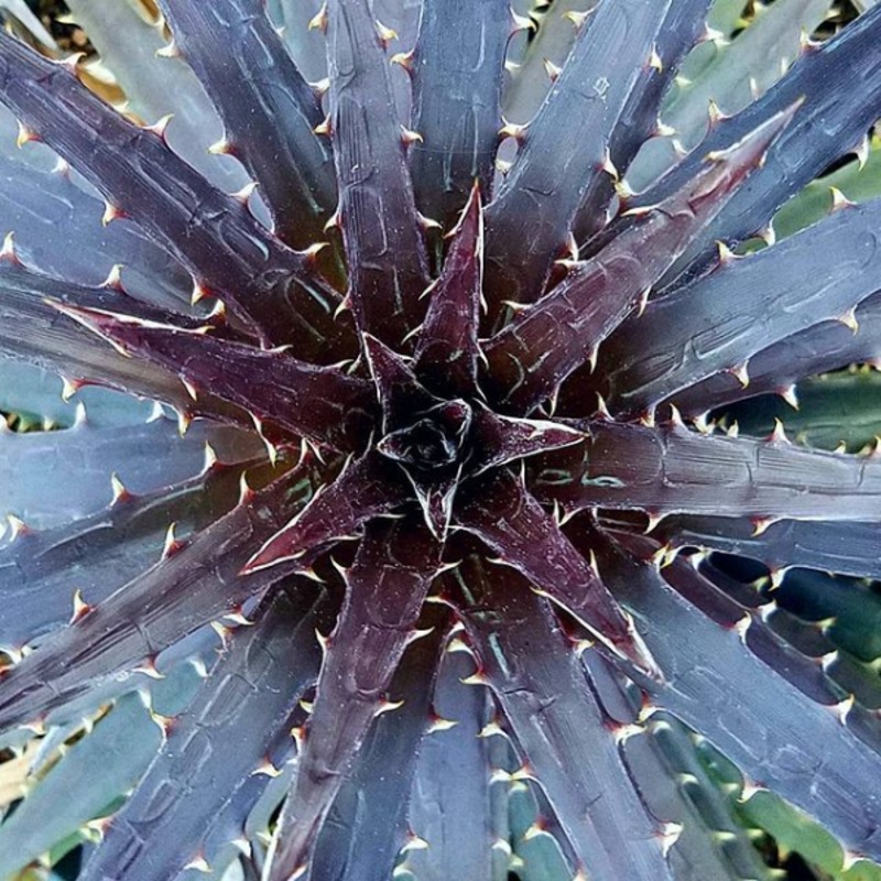 Dyckia ‘Grape Jelly’|6″ round pot