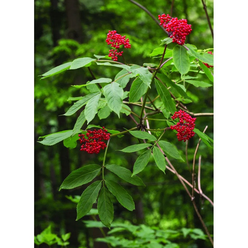 ELDERBERRY ‘Pacific Red’ –Sambucus racemosa–
