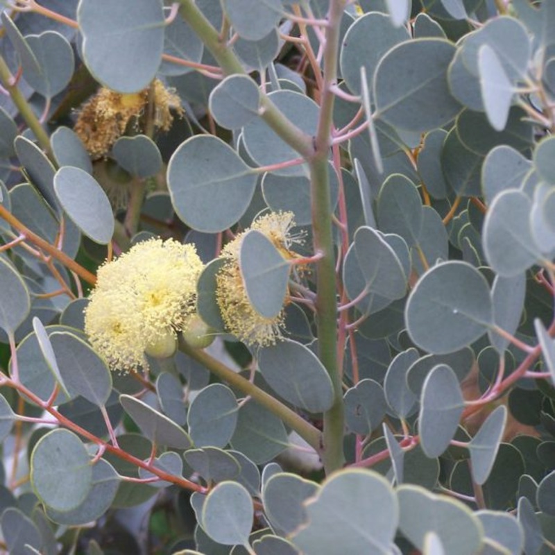EUCALYPTUS ‘Round-Leaved’ –Eucalyptus orbifolia–