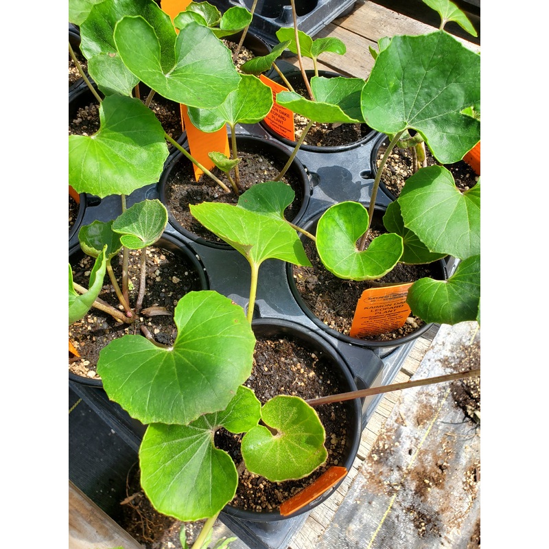 Farfugium japonicum –Kaimon Dake Leopard Plant–