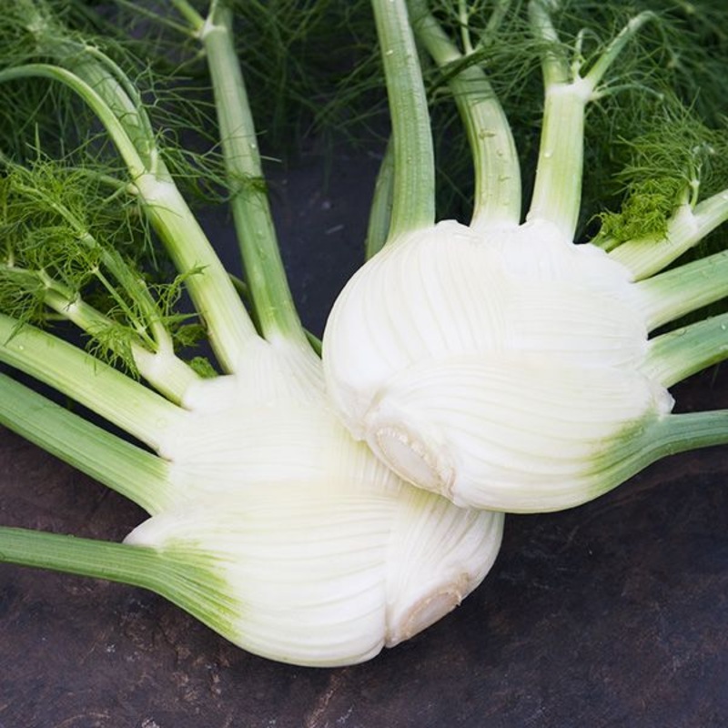 FENNEL ‘Orion’ –Foeniculum vulgare–