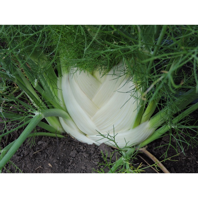 FENNEL ‘Perfection’ –Foeniculum vulgare–