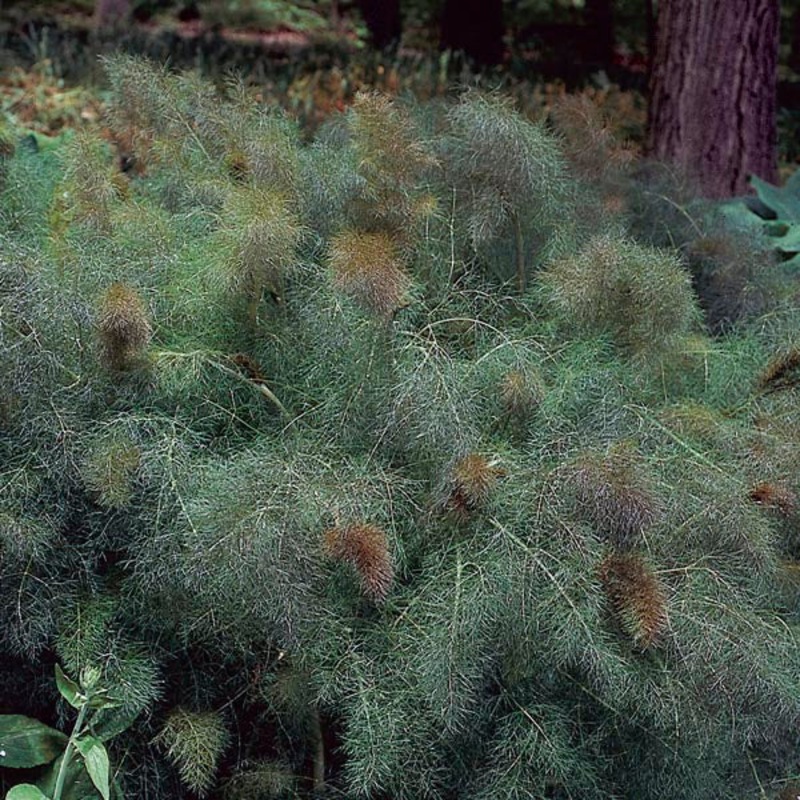 FENNEL ‘Smokey’ –Foeniculum vulgare–