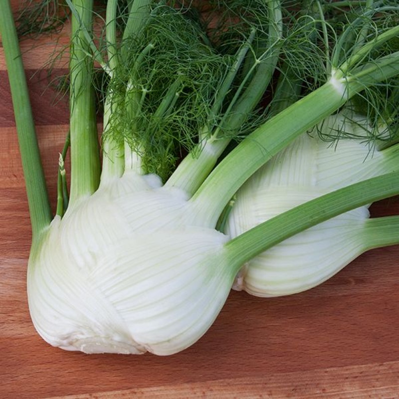 FENNEL ‘Solaris’ –Foeniculum vulgare–