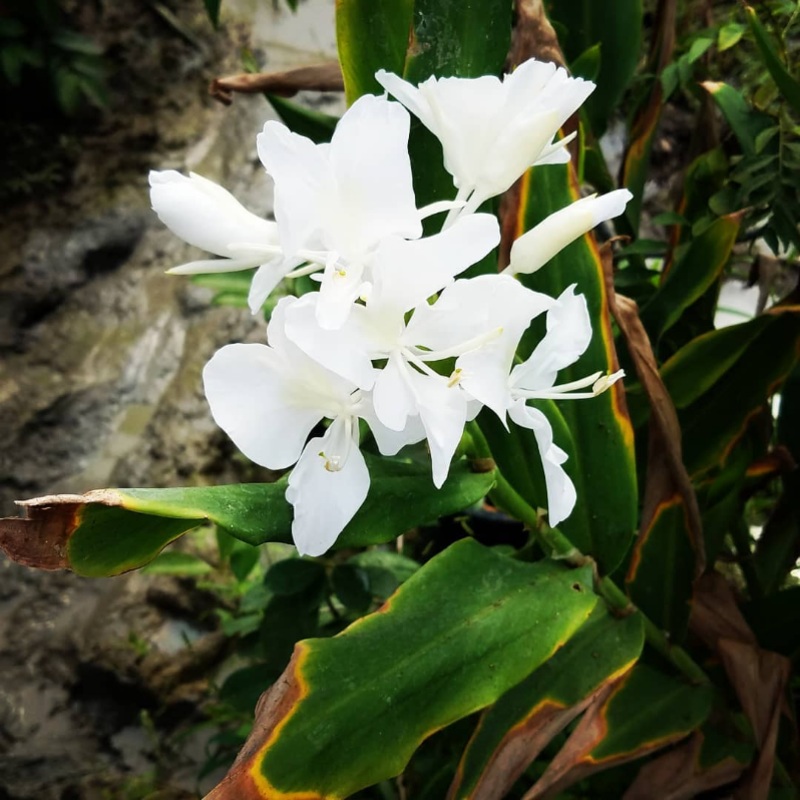GINGER LILY ‘Luna Moth’ –Hedychium coronarium–