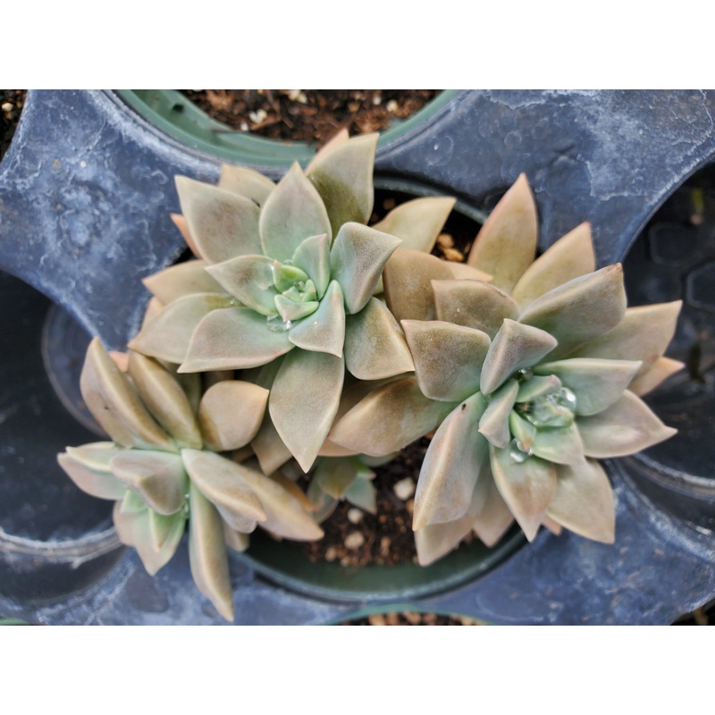 Graptopetalum paraguayense f. Variegata –Variegated Ghost Plant–