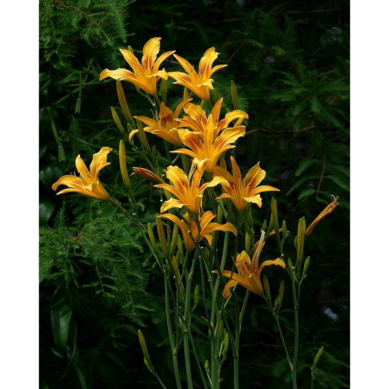 Hemerocallis –Autumn Minaret Daylily–