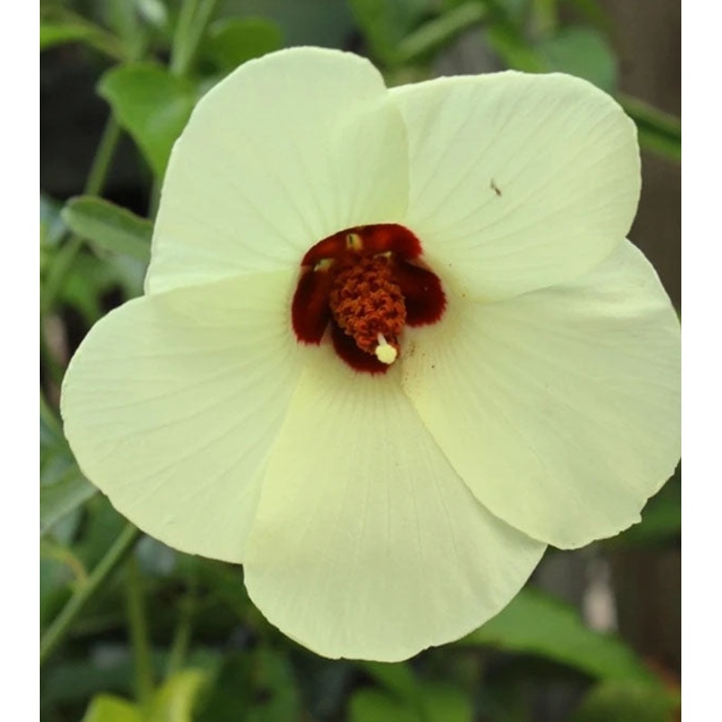 Hibiscus aculeatus ‘Brunswick’