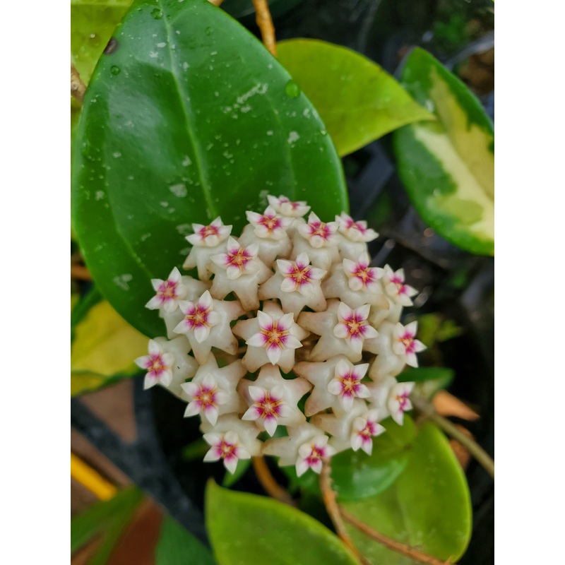 Hoya parasitica|6″ hanging basket