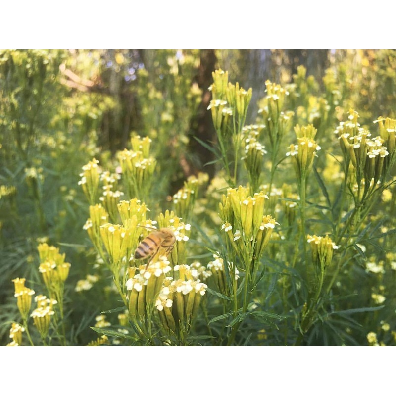 HUACATAY –Tagetes multiflora–