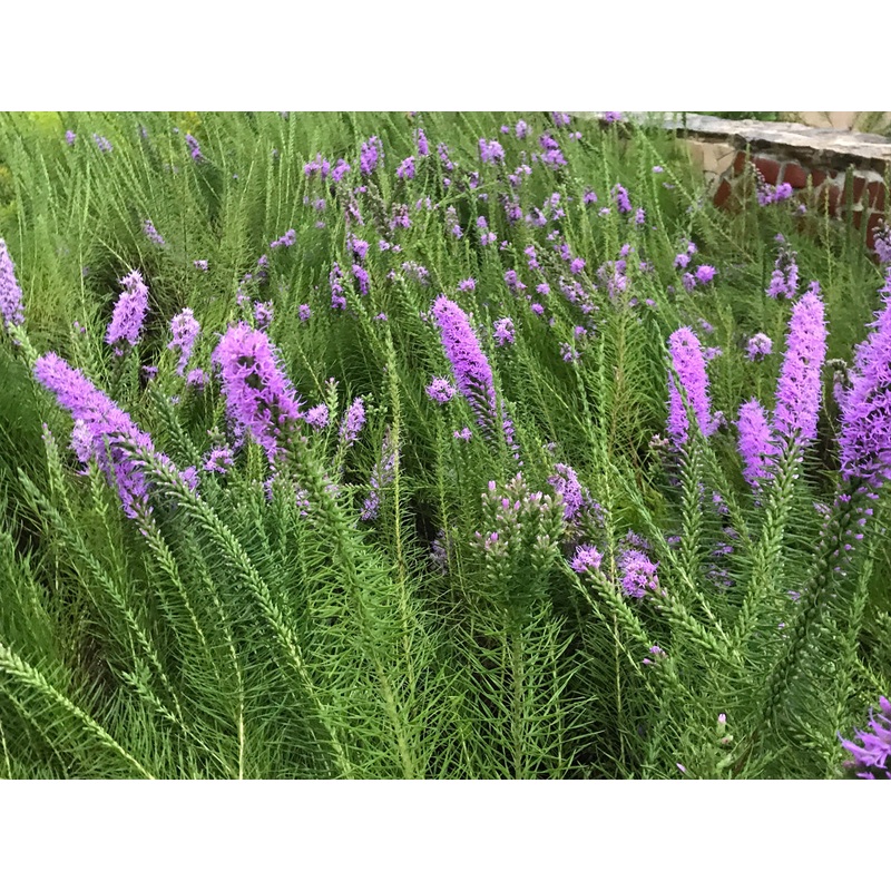 Liatris punctata var. mucronata –Texas Gayfeather–