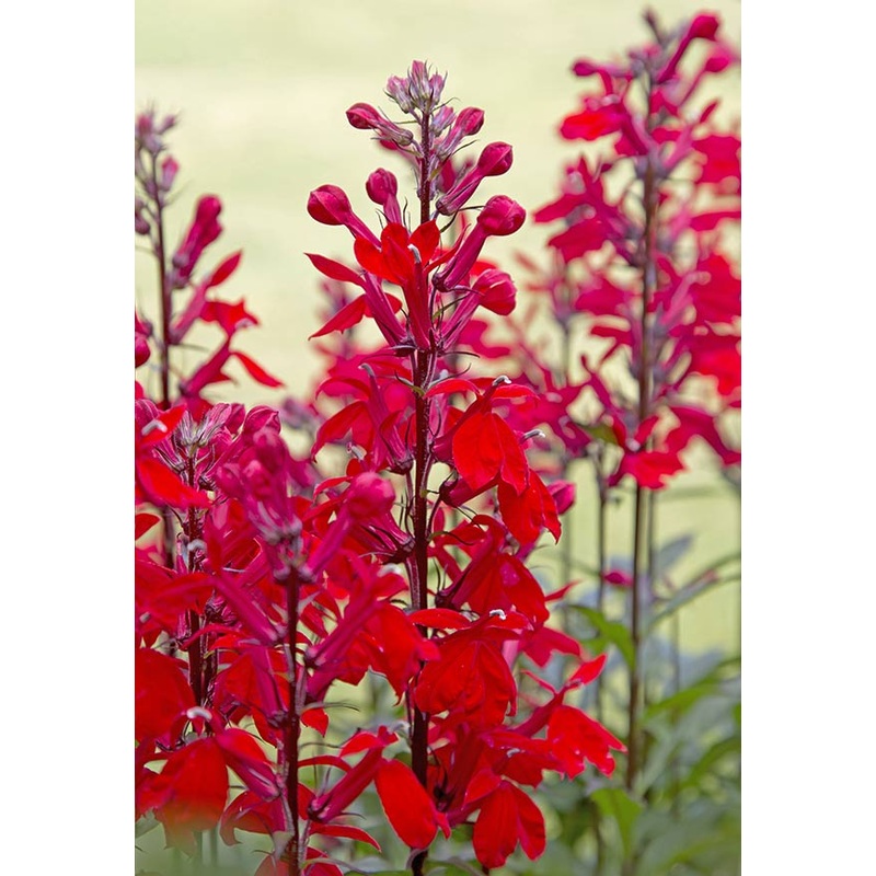 Lobelia cardinalis –Cardinal Flower–