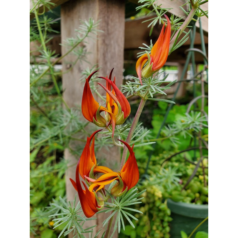 Lotus berthelotii –Parrot’s Beak–