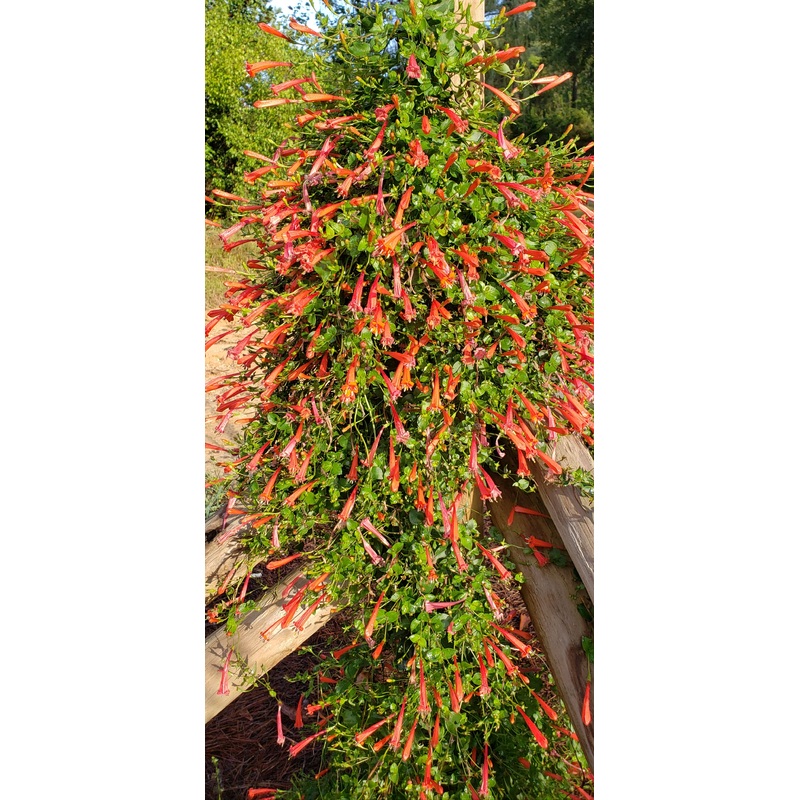 Manettia cordifolia –Brazilian Firecracker Vine–
