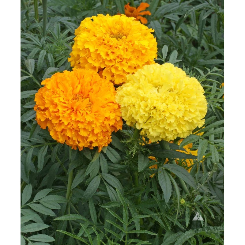 MARIGOLD ‘Crackerjack’|4″ square pot