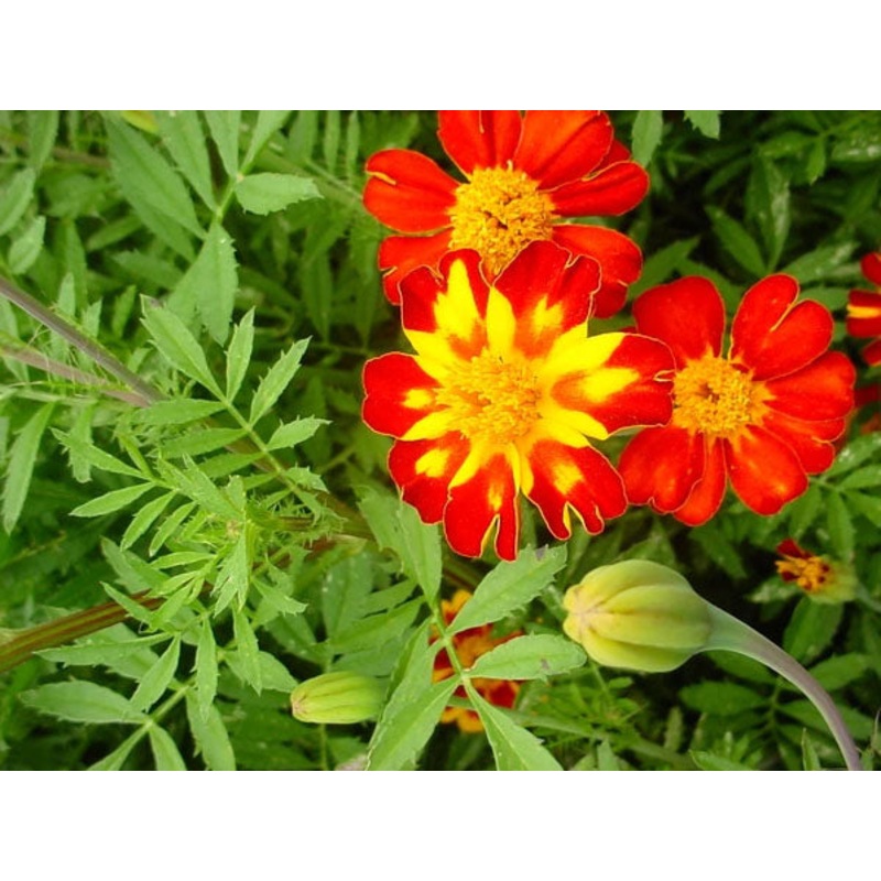 MARIGOLD ‘Red Metamorph’|1 GALLON pot