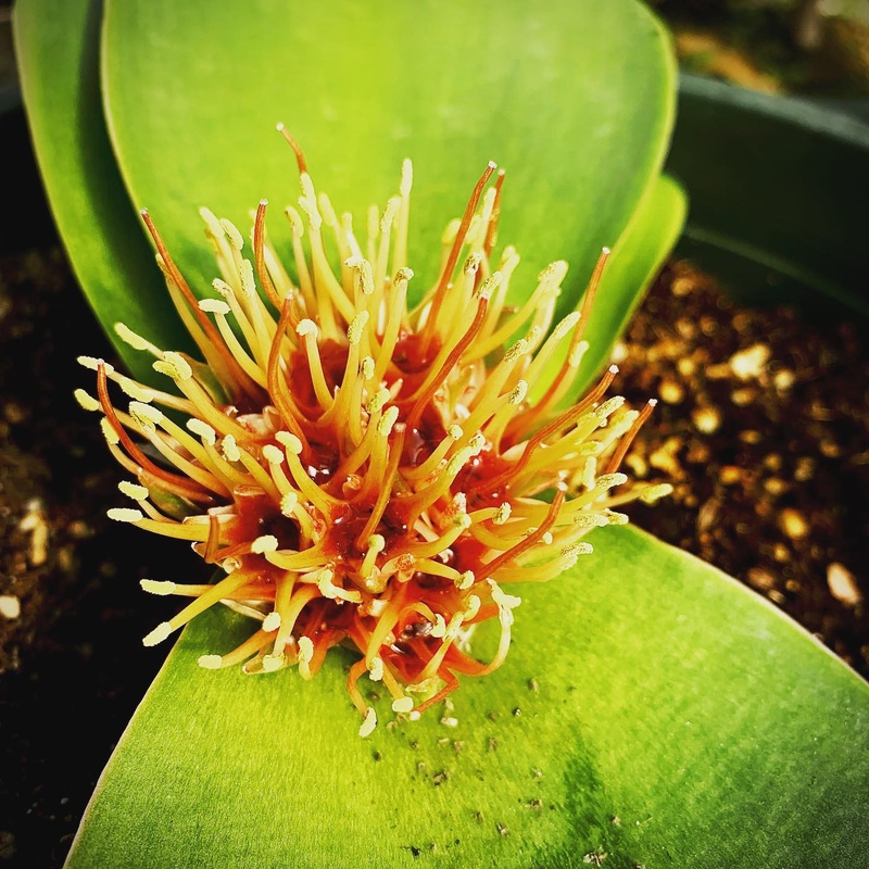 Massonia depressa –Hedgehog Lily–