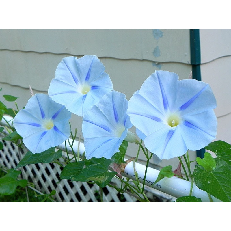 MORNING GLORY ‘Blue Star’|4″ square pot