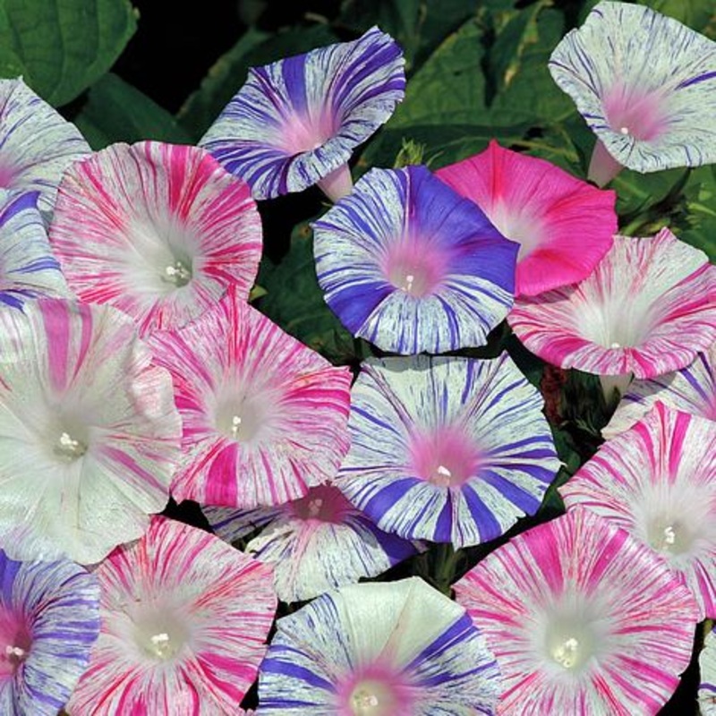 MORNING GLORY ‘Carnevale di Venezia’