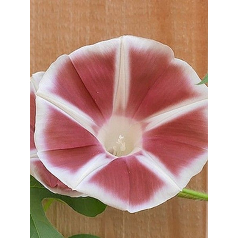 MORNING GLORY ‘Windmill Chocolate’