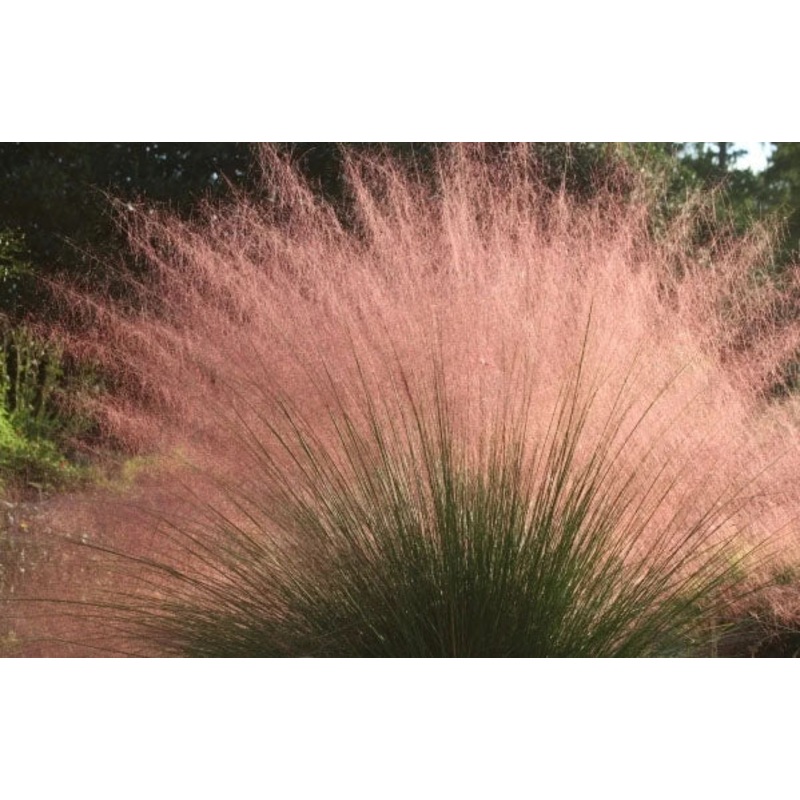Muhlenbergia capillaris –Hairy-Awn Muhly Grass–