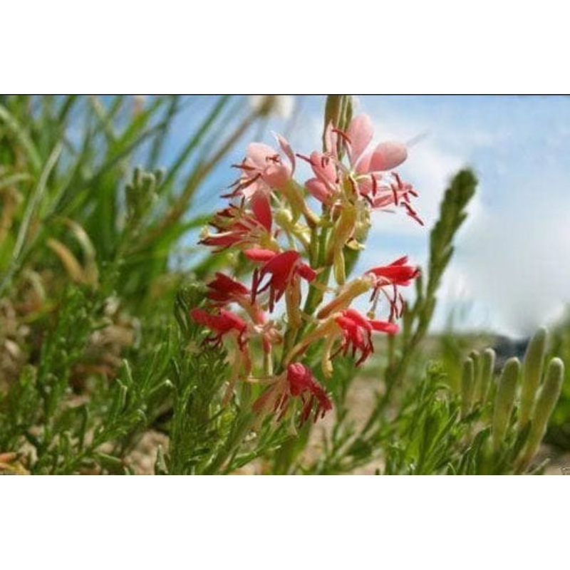Oenothera suffrutescens –Scarlet Beeblossom–