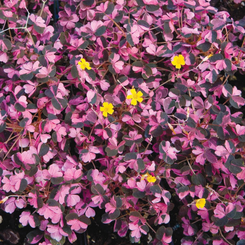 Oxalis ‘Plum Crazy’|1 quart round pot
