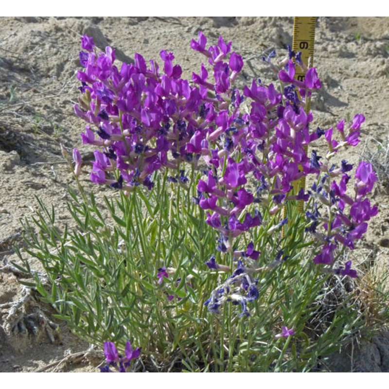 Oxytropis lambertii –Purple Locoweed–