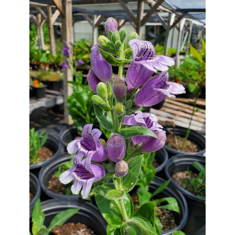 Penstemon cobaea –Showy Beardtongue–